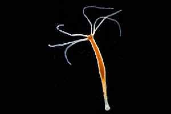 Кракен не заходит