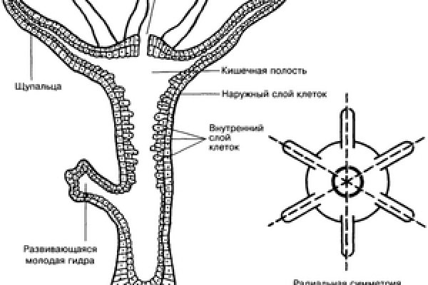 Кракен онион тор