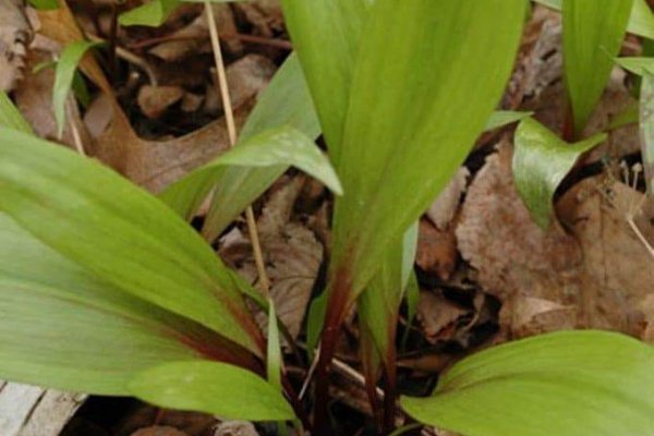 Кракен сайт vtor run